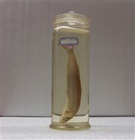藏品(日本金梭魚)的圖片